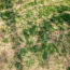 Is Your Brown Lawn Dead or Just Dormant? 5 Signs It Will Bounce Back Before Fall