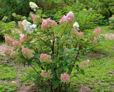Is Your Hydrangea a Lazy Bloomer? 6 Easy September Fixes to Unlock a Gorgeous Comeback Next Year