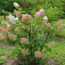 Is Your Hydrangea a Lazy Bloomer? 6 Easy September Fixes to Unlock a Gorgeous Comeback Next Year