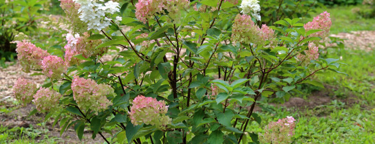 Is Your Hydrangea a Lazy Bloomer? 6 Easy September Fixes to Unlock a Gorgeous Comeback Next Year Is Your Hydrangea a Lazy Bloomer? 6 Easy September Fixes to Unlock a Gorgeous Comeback Next Year