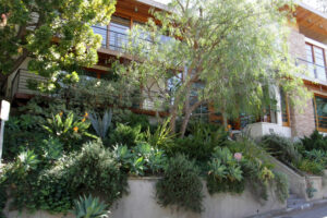 Move Over Boxwood! Kevin Bacon’s Drought-Tolerant Privacy Scheme Is a Smarter Way to Screen Your Yard