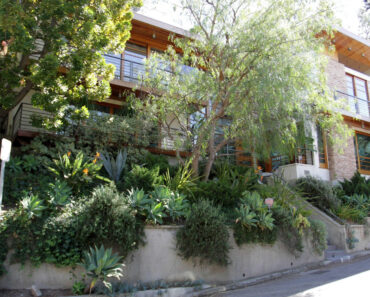 Move Over Boxwood! Kevin Bacon’s Drought-Tolerant Privacy Scheme Is a Smarter Way to Screen Your Yard Move Over Boxwood! Kevin Bacon’s Drought-Tolerant Privacy Scheme Is a Smarter Way to Screen Your Yard