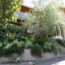 Move Over Boxwood! Kevin Bacon’s Drought-Tolerant Privacy Scheme Is a Smarter Way to Screen Your Yard