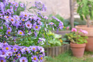Need a Quick Summer Gap Filler? This Native Perennial Brightens Your Yard with Months of Gorgeous Blooms