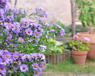 Need a Quick Summer Gap Filler? This Native Perennial Brightens Your Yard with Months of Gorgeous Blooms