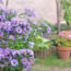 Need a Quick Summer Gap Filler? This Native Perennial Brightens Your Yard with Months of Gorgeous Blooms