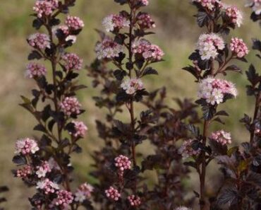 Plant Matchmaker: Combine These Two Gorgeous Perennials for a Dreamy Display That Shines Through Fall
