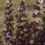Plant Matchmaker: Combine These Two Gorgeous Perennials for a Dreamy Display That Shines Through Fall