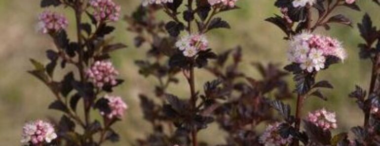 Plant Matchmaker: Combine These Two Gorgeous Perennials for a Dreamy Display That Shines Through Fall