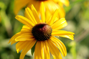 Plant Matchmaker: Pair These Two Fiery Perennials for a Border That Glows Into Fall