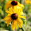 Plant Matchmaker: Pair These Two Fiery Perennials for a Border That Glows Into Fall
