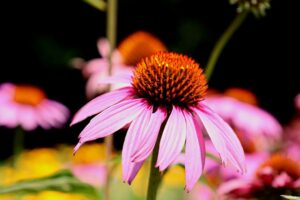 Plant Matchmaker: This Romantic Prairie Pairing Bridges Summer and Fall in Shimmering Waves of Color