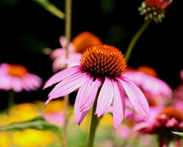 Plant Matchmaker: This Romantic Prairie Pairing Bridges Summer and Fall in Shimmering Waves of Color