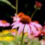 Plant Matchmaker: This Romantic Prairie Pairing Bridges Summer and Fall in Shimmering Waves of Color