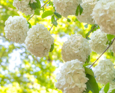 Plant These 6 Fast-Growing Shrubs Now for Beautiful Living Shade That Keeps Your Yard Cooler Every Year Plant These 6 Fast-Growing Shrubs Now for Beautiful Living Shade That Keeps Your Yard Cooler Every Year