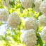 Plant These 6 Fast-Growing Shrubs Now for Beautiful Living Shade That Keeps Your Yard Cooler Every Year