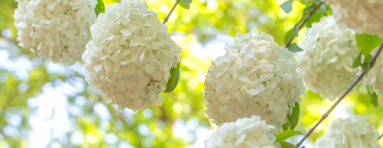 Plant These 6 Fast-Growing Shrubs Now for Beautiful Living Shade That Keeps Your Yard Cooler Every Year