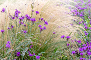 Plant These 6 Ornamental Grasses in August – For Effortless Movement, Texture and Lush Fall Drama