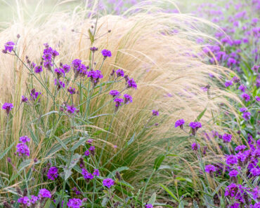 Plant These 6 Ornamental Grasses in August – For Effortless Movement, Texture and Lush Fall Drama