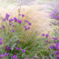 Plant These 6 Ornamental Grasses in August – For Effortless Movement, Texture and Lush Fall Drama