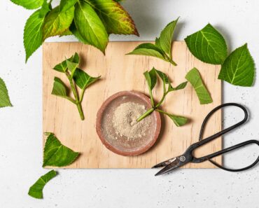 Taking Cuttings From a Plant You Bought Could Land You in Legal Trouble – A Lawyer Explains