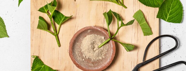 Taking Cuttings From a Plant You Bought Could Land You in Legal Trouble – A Lawyer Explains Taking Cuttings From a Plant You Bought Could Land You in Legal Trouble – A Lawyer Explains