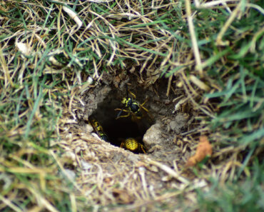 That Tiny Hole in Your Lawn Could Be a Hidden Yellowjacket Nest – Here’s What to Do If You Find One