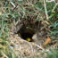 That Tiny Hole in Your Lawn Could Be a Hidden Yellowjacket Nest – Here’s What to Do If You Find One