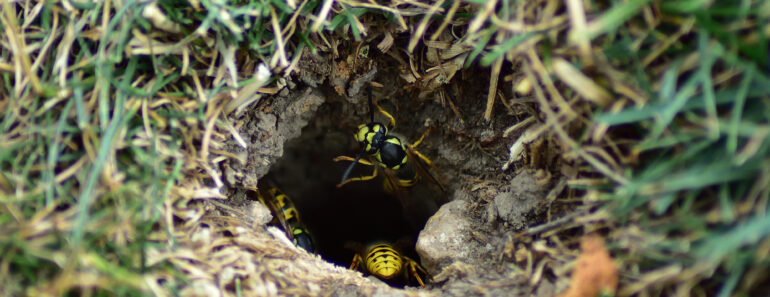 That Tiny Hole in Your Lawn Could Be a Hidden Yellowjacket Nest – Here’s What to Do If You Find One