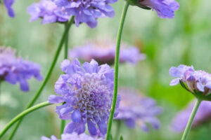The Only Flower Thriving on My Morning Walk Was This Cute Purple Perennial – Here’s Why It Loves Hot Summers