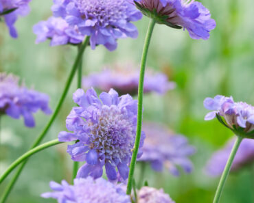 The Only Flower Thriving on My Morning Walk Was This Cute Purple Perennial – Here’s Why It Loves Hot Summers The Only Flower Thriving on My Morning Walk Was This Cute Purple Perennial – Here’s Why It Loves Hot Summers