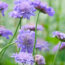 The Only Flower Thriving on My Morning Walk Was This Cute Purple Perennial – Here’s Why It Loves Hot Summers
