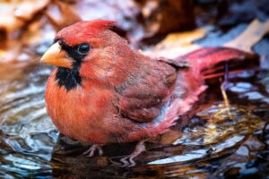 The Puddle Bird Bath Your Backyard Needs to Attract the Birds You Are Missing This Summer