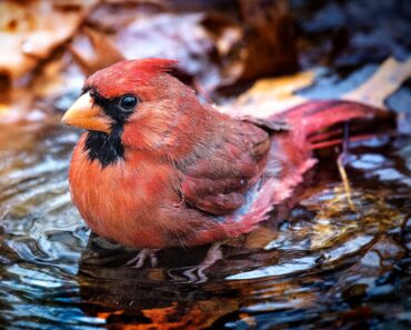 The Puddle Bird Bath Your Backyard Needs to Attract the Birds You Are Missing This Summer