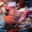 The Puddle Bird Bath Your Backyard Needs to Attract the Birds You Are Missing This Summer