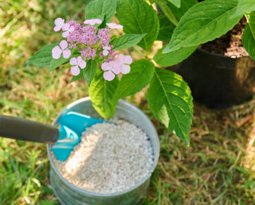These 4 Common Mistakes Are Creating an Aphid Infestation in Your Garden – Take Control Before They Totally Take Over