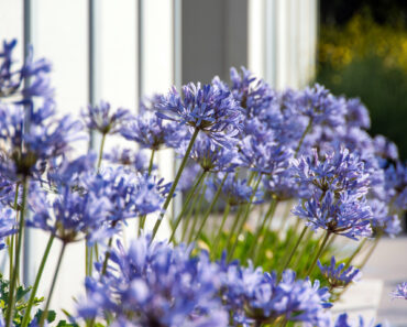 These 5 Tough Flowers Bounce Back Beautifully After Summer Heat Stress These 5 Tough Flowers Bounce Back Beautifully After Summer Heat Stress