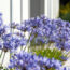 These 5 Tough Flowers Bounce Back Beautifully After Summer Heat Stress