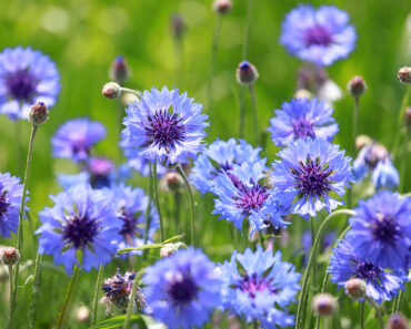 These 7 Flower Seeds to Sow in Fall Are the Best Investment You’ll Make for Next Year’s Garden