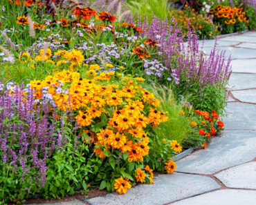 These 8 Fast-Growing Plants Fill August Gaps with Lavish Color – For a Dazzling Late Summer Flush Into Fall These 8 Fast-Growing Plants Fill August Gaps with Lavish Color – For a Dazzling Late Summer Flush Into Fall