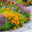 These 8 Fast-Growing Plants Fill August Gaps with Lavish Color – For a Dazzling Late Summer Flush Into Fall