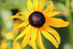 These Black-Eyed Susan Varieties Flower Even Longer than Goldsturm for Bonny Blooms All Through Fall