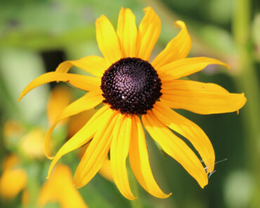 These Black-Eyed Susan Varieties Flower Even Longer than Goldsturm for Bonny Blooms All Through Fall