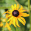These Black-Eyed Susan Varieties Flower Even Longer than Goldsturm for Bonny Blooms All Through Fall
