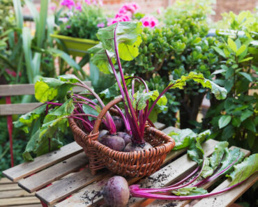 These Fast-Growing Salad Crops fill August Hunger Gaps with Tasty Harvests Through to Fall Frosts These Fast-Growing Salad Crops fill August Hunger Gaps with Tasty Harvests Through to Fall Frosts