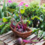 These Fast-Growing Salad Crops fill August Hunger Gaps with Tasty Harvests Through to Fall Frosts