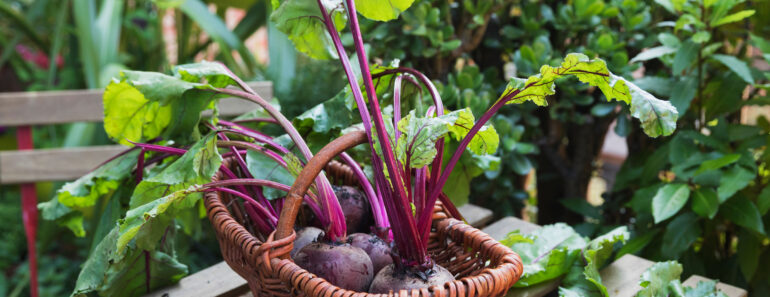 These Fast-Growing Salad Crops fill August Hunger Gaps with Tasty Harvests Through to Fall Frosts