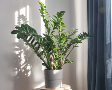 These Houseplants Thrive on Summer Neglect – Perfect if You’re Away on Vacation These Houseplants Thrive on Summer Neglect – Perfect if You’re Away on Vacation