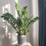 These Houseplants Thrive on Summer Neglect – Perfect if You’re Away on Vacation