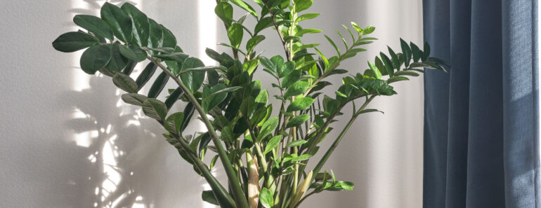 These Houseplants Thrive on Summer Neglect – Perfect if You’re Away on Vacation